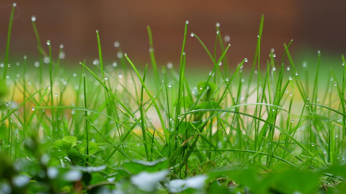 Close view of green lawn grass blades beaded with morning dew. Photo: Leonhard Lenz via Wikimedia Commons, CC0 1.0 (cropped)