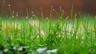Close view of green lawn grass blades beaded with morning dew. Photo: Leonhard Lenz via Wikimedia Commons, CC0 1.0 (cropped)