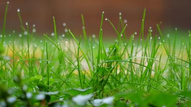 Close view of green lawn grass blades beaded with morning dew. Photo: Leonhard Lenz via Wikimedia Commons, CC0 1.0 (cropped)
