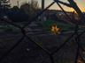 Sunlit leaves behind a chain-link fence at sunset. Photo by Ivan Radic via Wikimedia Commons, CC BY 2.0.