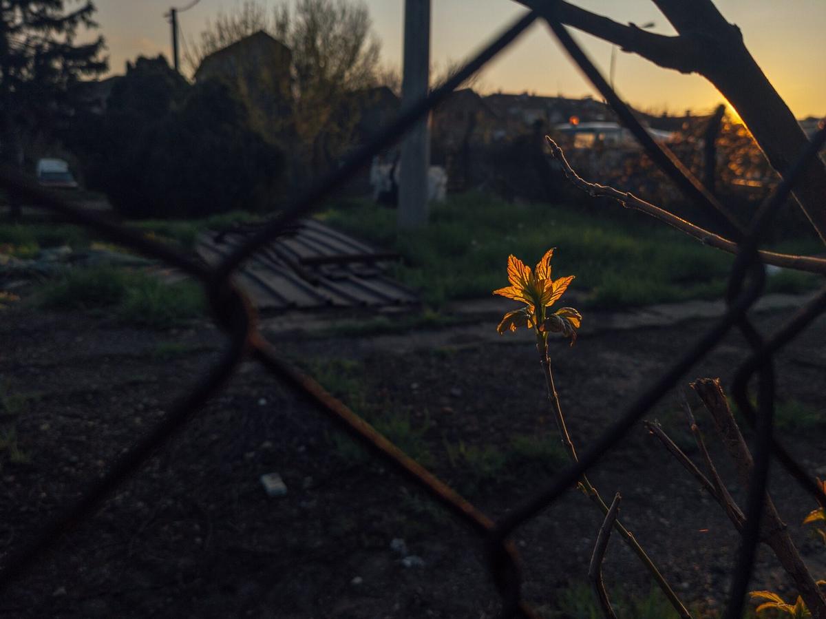 Sunlit leaves behind a chain-link fence at sunset. Photo by Ivan Radic via Wikimedia Commons, CC BY 2.0.