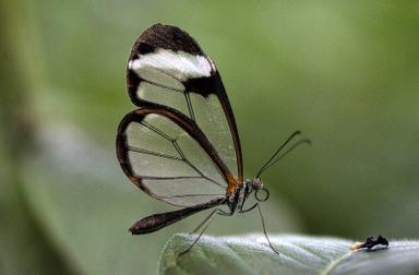 Glasswing butterfly (Greta oto) with transparent wings resting on a green leaf. Photo: liz west / Wikimedia Commons, CC BY 2.0